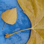 la misura del successo